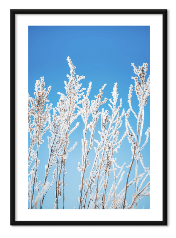 free downloadable wall art print from the nature collection, download this poster for free