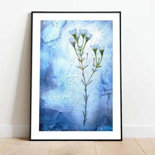 free downloadable wall art print from the nature collection, download this poster for free